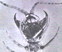 head-claws