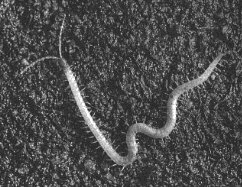 snake centipede