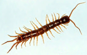 brown centipede