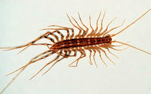 house centipede
