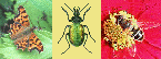 insect classification