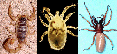 arachnid classification