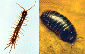 myriapod classification