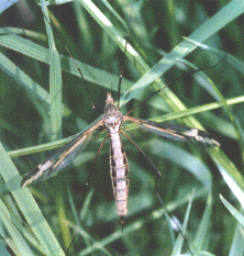 CRANE-FLY