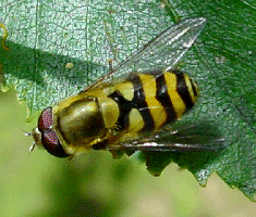 HOVER-FLY