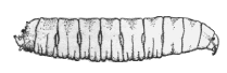 FLY LARVA