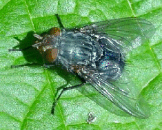 BLOW-FLY