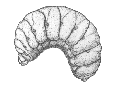 BEE LARVA
