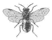 SAWFLY