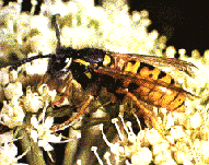 WASP