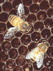HONEY BEE MALE
