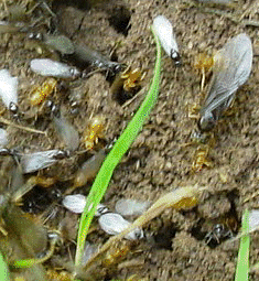 ANTS