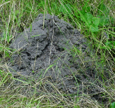 NEST