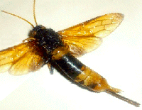 HORNTAIL