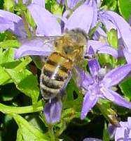 HONEYBEE WORKER