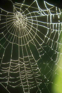 ORB WEB