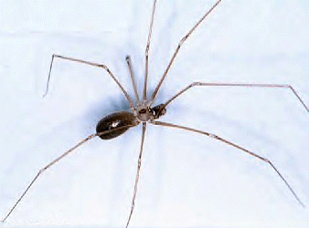 Pholcus