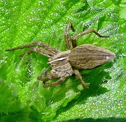 Pisaura