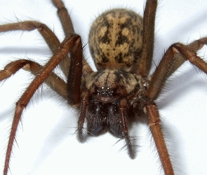Tegenaria