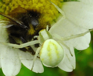 Misumena