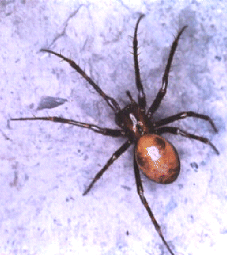 SPIDER