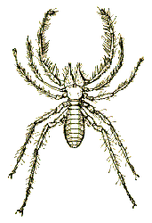WIND SCORPION