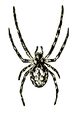 TRUE SPIDER