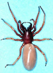 Dysdera