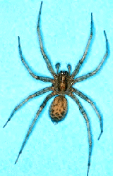 Tegonaria