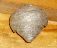 WASP NEST
