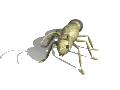 ANT GIF