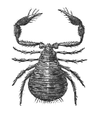 Chiridium