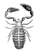 Chelifer