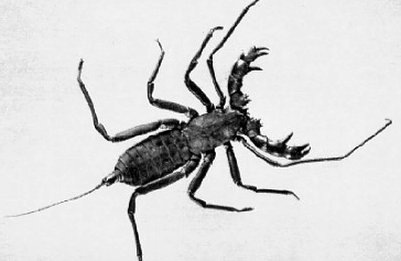 Whip Scorpion