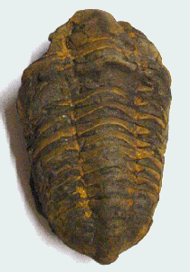 trilobite fossil