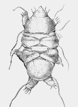 water bear
