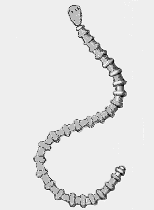 tongue worm