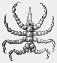 sea spider