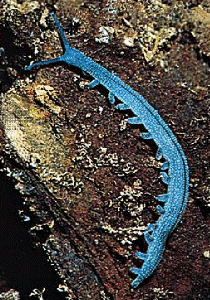 velvet worm