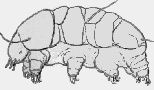 water bear side