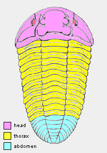 trilobite