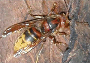 Hornet