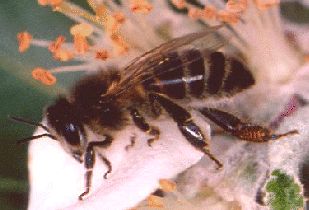 Honey Bee