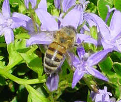 Honey Bee
