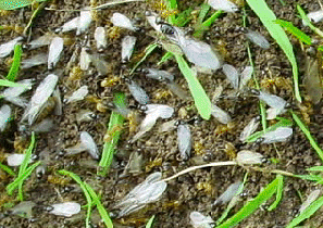 Garden Ant