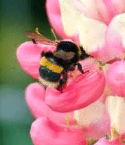 White-tailed Bumblebee