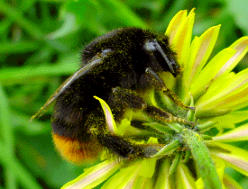 Red-tailed Bumblebee
