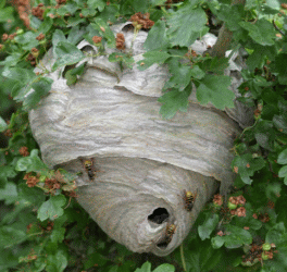 Tree Wasp Nest