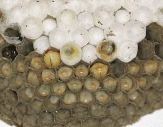 Tree Wasp Nest