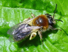 Mining Bee